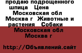 продаю подрощенного шпица › Цена ­ 8 000 - Московская обл., Москва г. Животные и растения » Собаки   . Московская обл.,Москва г.